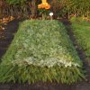 Winterschmuck